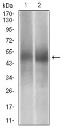 Anti-PTP1B antibody [4F8F11] used in Western Blot (WB). GTX04099
