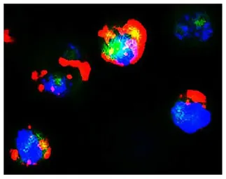 Goat Anti-Human IgM (Mu chain) antibody, F(ab')2 fragment, pre-adsorbed (PE). GTX04121-08