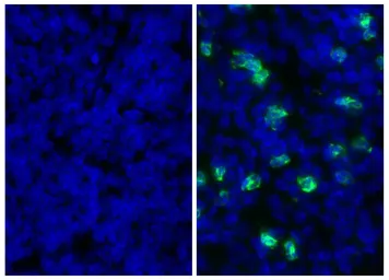 Mouse Anti-Rat IgG2b antibody [2B10A8] (FITC). GTX04141-06