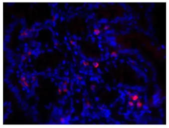 Rabbit Anti-Goat IgG antibody, pre-adsorbed (Biotin). GTX04169-02