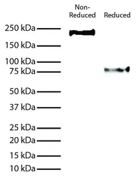 Mouse Anti-Human IgE (Fc) antibody [B3102E8] (HRP). GTX04184-01