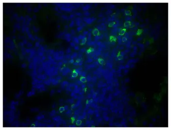 Goat Anti-Mouse IgM (Mu chain) antibody, pre-adsorbed (Biotin). GTX04192-02