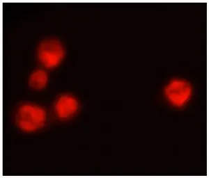Goat Anti-Mouse IgM (Mu chain) antibody, pre-adsorbed (TRITC). GTX04192-25