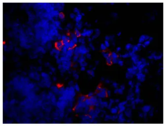 Goat Anti-Mouse IgM (Mu chain) antibody, pre-adsorbed (TRITC). GTX04192-25