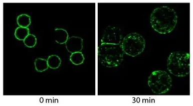 Goat Anti-Mouse IgM (Mu chain) antibody, F(ab')2 fragment, pre-adsorbed (Biotin). GTX04194-02
