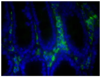 Goat Anti-Mouse IgA (Heavy chain) antibody, pre-adsorbed (FITC). GTX04200-06