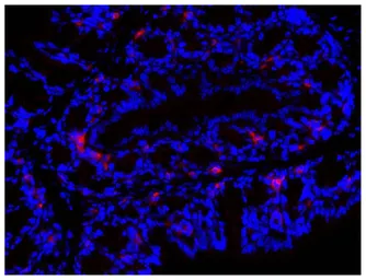 Goat Anti-Mouse IgA (Heavy chain) antibody, pre-adsorbed (TRITC). GTX04200-25