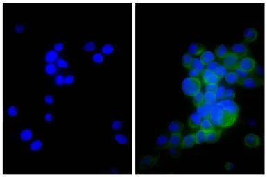 Goat Anti-Mouse kappa light chain antibody, pre-adsorbed (FITC). GTX04201-06