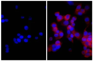 Goat Anti-Mouse kappa light chain antibody, pre-adsorbed (TRITC). GTX04201-25