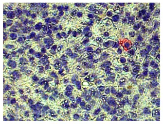 Goat Anti-Mouse lambda light chain antibody, pre-adsorbed (AP). GTX04203-03
