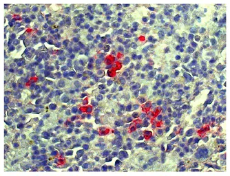 Goat Anti-Mouse lambda light chain antibody, pre-adsorbed. GTX04203