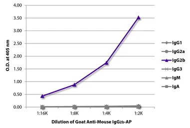 Goat Anti-Mouse IgG2b (Heavy chain) antibody, pre-adsorbed (AP). GTX04215-03