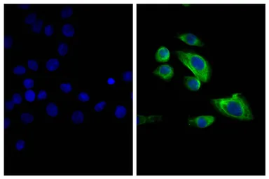 Goat Anti-Mouse IgG2b (Heavy chain) antibody, F(ab')2 fragment, pre-adsorbed (FITC). GTX04216-06