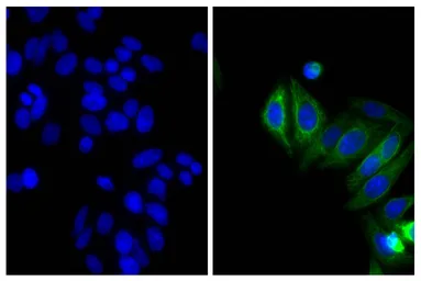 Goat Anti-Mouse IgG2b (Heavy chain) antibody, pre-adsorbed (Biotin). GTX04217-02