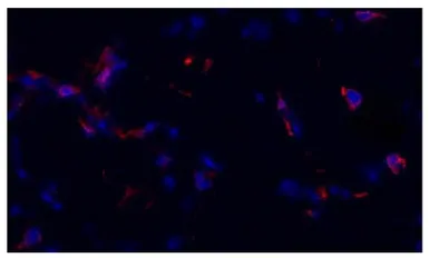 Goat Anti-Mouse IgG3 (Heavy chain) antibody, pre-adsorbed (TRITC). GTX04218-25