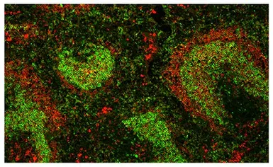 Rat Anti-Mouse IgD antibody [11-26] (Biotin). GTX04223-02