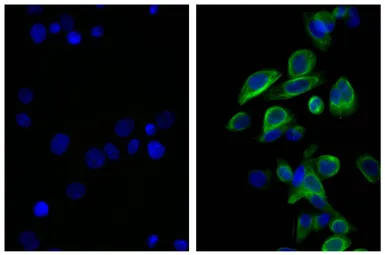 Rat Anti-Mouse IgG2b antibody [SB74g] (FITC). GTX04231-06