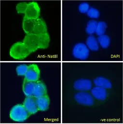 Anti-NAT8L antibody used in Immunocytochemistry/ Immunofluorescence (ICC/IF). GTX04238