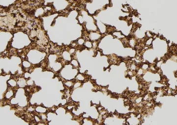 Anti-RFC4 antibody used in IHC (Paraffin sections) (IHC-P). GTX04241