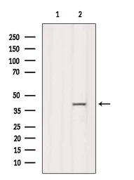 Anti-RFC4 antibody used in Western Blot (WB). GTX04241