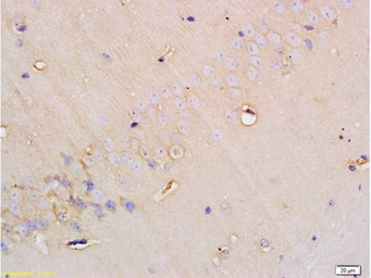 Anti-SGLT1 antibody used in IHC (Paraffin sections) (IHC-P). GTX04243