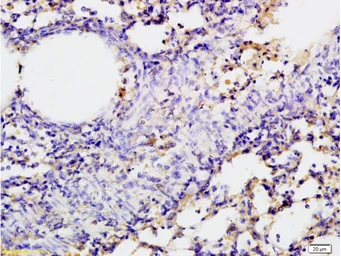 Anti-SGLT1 antibody used in IHC (Paraffin sections) (IHC-P). GTX04243