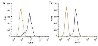 Anti-CIP2A antibody [2G10] used in Flow cytometry (FACS). GTX04245