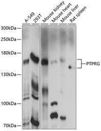 Anti-PTPRG antibody used in Western Blot (WB). GTX04246