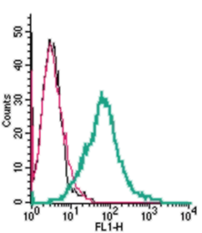 Anti-5-HT2A receptor antibody used in Flow cytometry (FCM). GTX04247