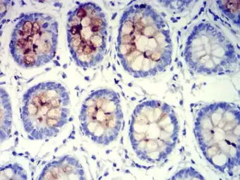 Anti-MUC5B antibody [7F5A1] used in IHC (Paraffin sections) (IHC-P). GTX04248