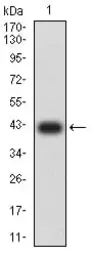 Anti-MUC5B antibody [7F5A1] used in Western Blot (WB). GTX04248