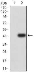 Anti-MUC5B antibody [7F5A1] used in Western Blot (WB). GTX04248