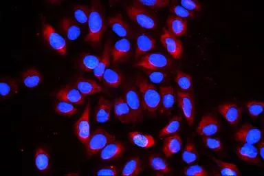 Anti-Cyclophilin B antibody [11C11] used in Immunocytochemistry/ Immunofluorescence (ICC/IF). GTX04262