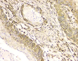 Anti-Cyclophilin B antibody [11C11] used in IHC (Paraffin sections) (IHC-P). GTX04262