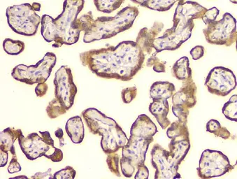 Anti-Cyclophilin B antibody [11C11] used in IHC (Paraffin sections) (IHC-P). GTX04262