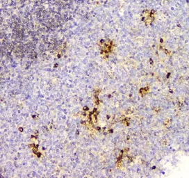 Anti-Cyclophilin B antibody [11C11] used in IHC (Paraffin sections) (IHC-P). GTX04262