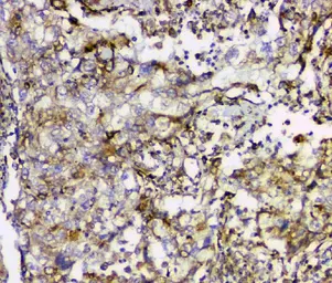 Anti-Cyclophilin B antibody [11C11] used in IHC (Paraffin sections) (IHC-P). GTX04262