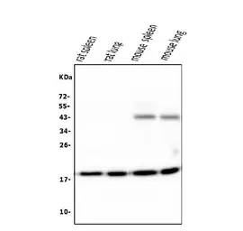 Anti-Cyclophilin B antibody [11C11] used in Western Blot (WB). GTX04262
