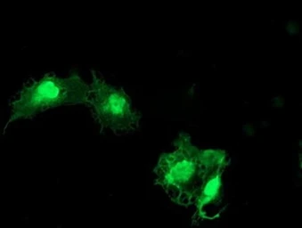 Anti-EIF5A2 antibody [OTI6G7] used in Immunocytochemistry/ Immunofluorescence (ICC/IF). GTX04263