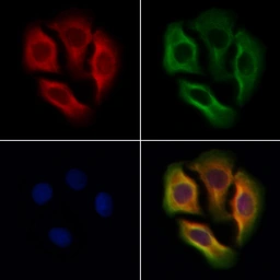Anti-Glycine Receptor alpha 2 antibody used in Immunocytochemistry/ Immunofluorescence (ICC/IF). GTX04297
