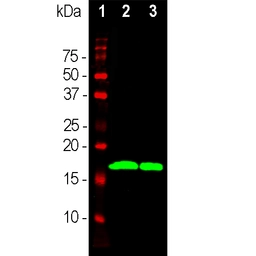 Anti-alpha Synuclein antibody [2A7] used in Western Blot (WB). GTX04298