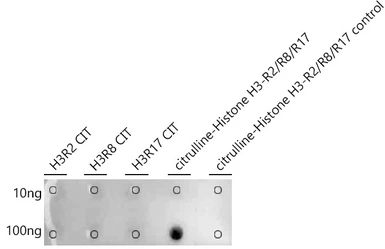 Anti-Histone H3 (citrulline Arg2/Arg8/Arg17) antibody used in Dot blot (Dot). GTX04303