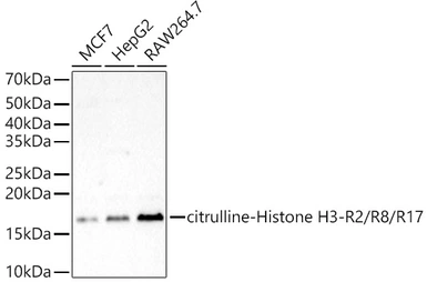 Anti-Histone H3 (citrulline Arg2/Arg8/Arg17) antibody used in Western Blot (WB). GTX04303