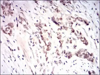 Anti-NRF2 antibody [1A6G6] used in IHC (Paraffin sections) (IHC-P). GTX04306
