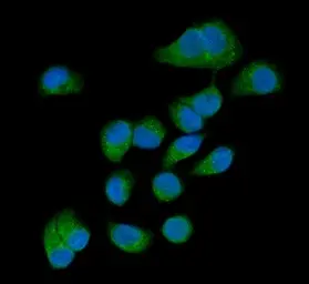 Anti-AMFR antibody used in Immunocytochemistry/ Immunofluorescence (ICC/IF). GTX04315