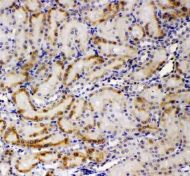 Anti-AMFR antibody used in IHC (Paraffin sections) (IHC-P). GTX04315