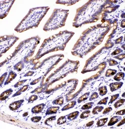 Anti-AMFR antibody used in IHC (Paraffin sections) (IHC-P). GTX04315