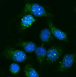 Anti-GNAL antibody used in Immunocytochemistry/ Immunofluorescence (ICC/IF). GTX04318