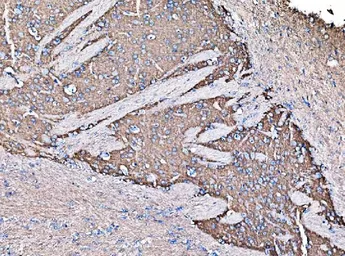 Anti-GNAL antibody used in IHC (Paraffin sections) (IHC-P). GTX04318