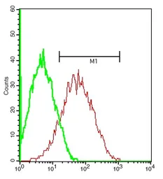 Anti-beta 1 Adrenergic Receptor antibody used in Flow cytometry (FCM). GTX04321